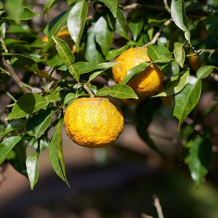 高知県産ゆず ハンドクリーム 75g 精油配合のみずみずしい香り | SIMPLife